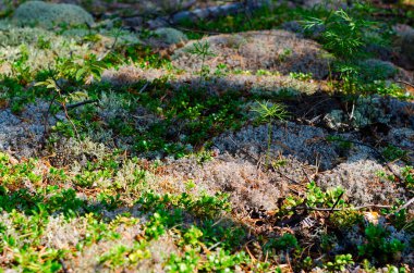 Ormandaki gölgeler beyaz yosunlara ve yeşil genç ağaçların üzerine düşüyor..