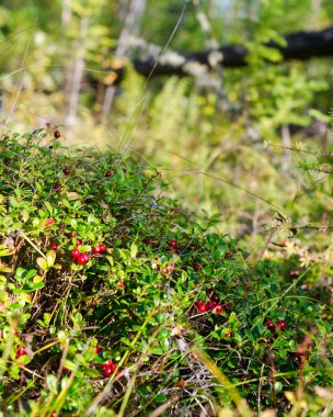 Yabani Kuzey kızılcıkkırmızı demetler halinde Yakutia ormanında gölgede güneşli bir tepede çok sayıda büyür.