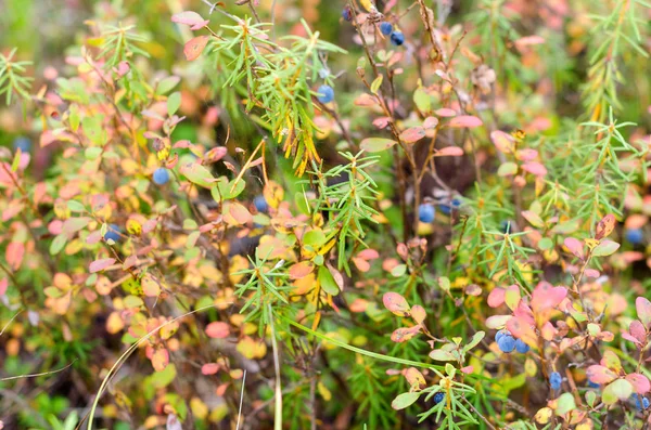 Élénk Kék Lédús Vadon Élő Áfonya Színes Növényzet Ősszel Tundra — Stock Fotó