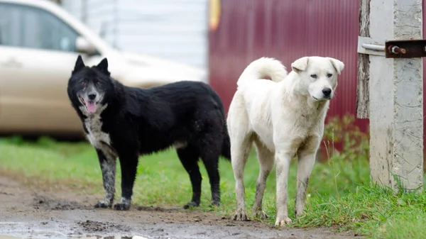 Due Cani Domestici Bianco Nero Che Camminano Sulla Strada Campagna — Foto Stock