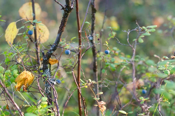 Niebieski Soczysty Dziki Północne Jagody Rosną Jesienią Krzew Wielokolorowej Roślinności — Zdjęcie stockowe