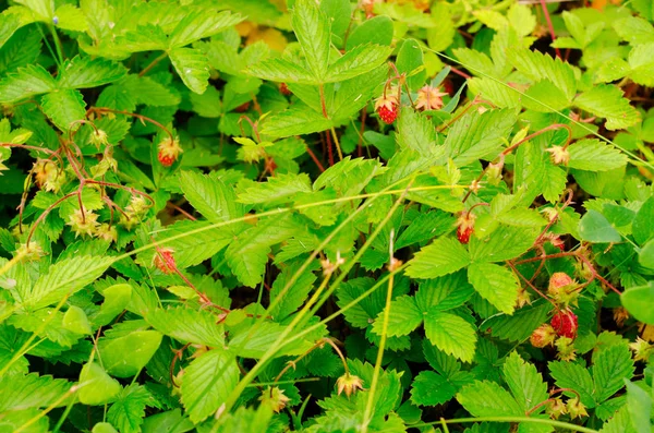 Clearing Green Grass Leaves Bloom Bright Red Berries Northern Wild — Stock Photo, Image