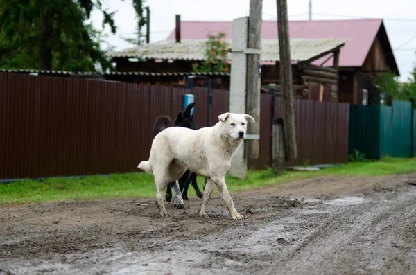 Due Cani Domestici Bianco Nero Che Camminano Sulla Strada Campagna — Foto Stock