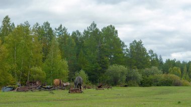 Ormandaki atlar Yakutistan'ın vahşi taigasında eski demir çöpünün yanında yeşil ot yiyor..