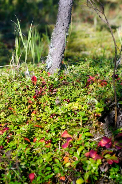 Wiele Jasnych Czerwonych Jagód Dzikich Żurawiny Rosną Zielonych Krzewów Pod — Zdjęcie stockowe