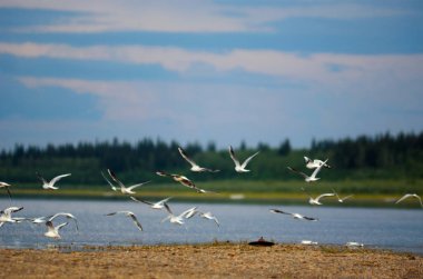 Vahşi Kuzey beyaz kuşlar martısürüsü mavi gökyüzü ve bulutlar altında taiga ladin ormanın arka planda Yakutia votka vilyu iki boş şişe ile nehrin Kıyısı üzerinde kanatları sallayarak uçar.