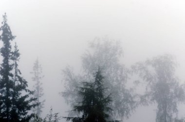 Sisli pus ormandaki ağaçların siluetlerini bulanıklaştırır.