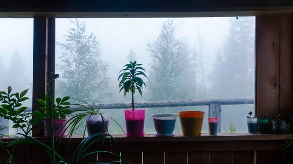Potted plants stand at the window inside a wooden house on the background of heavy fog outside among the trees in Northern Yakutia.