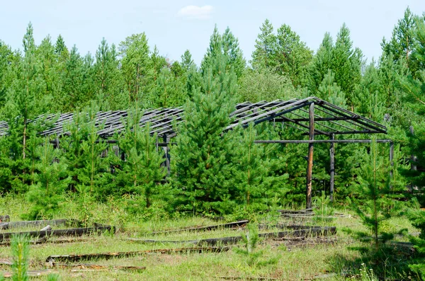 Abandoned wooden greenhouse for plants and beds after a fire in the wild Northern taiga of Yakutia.