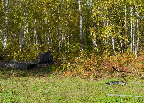 Parkowanie Pasterzy Dzikiej Taidze Północnej Jakucji Lesie Wśród Birches Solarium — Zdjęcie stockowe