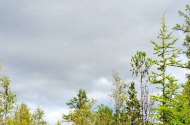 Yakutistan Kuzey ormanlarında fırtına önce kalın gri bir gökyüzünün arka planda köknar, çam ve huş ağaçlarının üstleri.