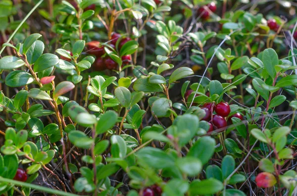 Los Arándanos Silvestres Crecen Arbustos Verdes Entre Hierba Cerca Otoño — Foto de Stock