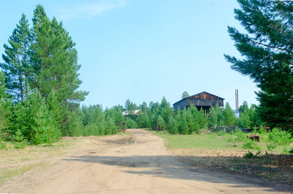 An abandoned large wooden hangar overgrown with young fir trees at the end of the road in the Northern village of Yakutia.