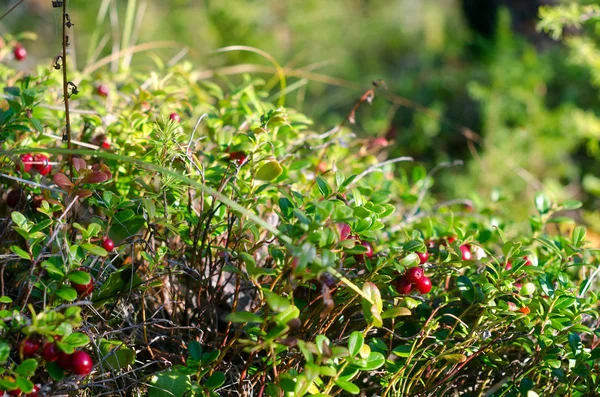 Arándanos Rojos Silvestres Crecen Hierba Verde Iluminada Por Sol — Foto de Stock