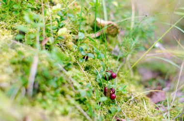 Olgun bordo yaban mersini küçük meyveleri Kuzey taiga yosun ve yeşil çim arasında asmak.