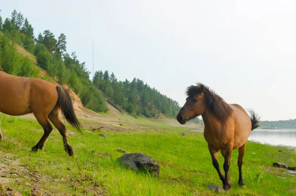 Dwa Konie Prowadzone Przez Kamień Brzegu Rzeki Północnej Jakucji — Zdjęcie stockowe