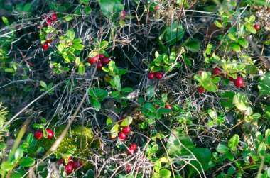 Kuru ot ve yeşil yaprakları arasında Yakutia taiga ormanda yabani kırmızı kızılcık demetleri büyümek.