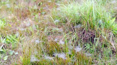 Sabah Dew don şeffaf damlaile sonbaharda Yakutistan'ın kuzeyinde alanında yeşil çim küçük ağların kolları soğutma ile düştü.