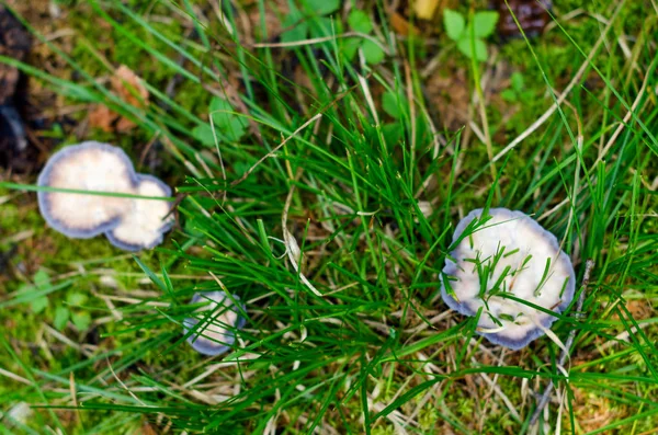 Herbe Verte Pousse Travers Vieux Champignons Rassis Recouverts Moisissures Blanches — Photo