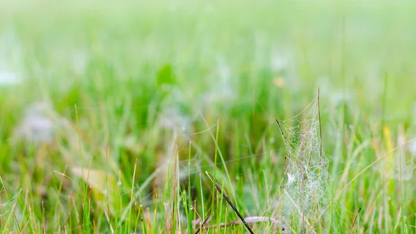 A rose with drops of frost fell on bunches of small webs in the green grass.