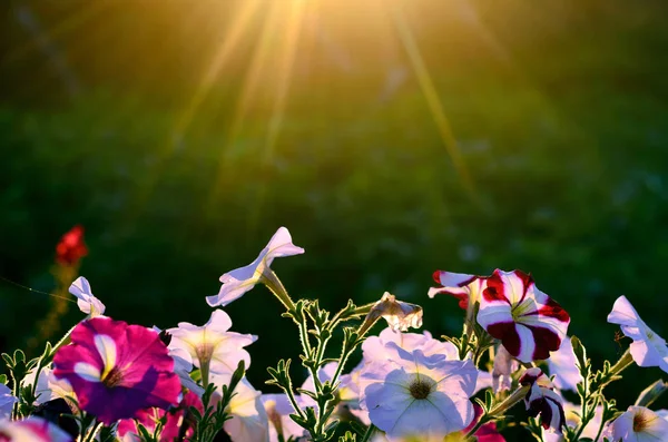 Солнечные Лучи Полукруге Сверху Освещают Яркие Цветущие Бутоны Цветов Петунии — стоковое фото
