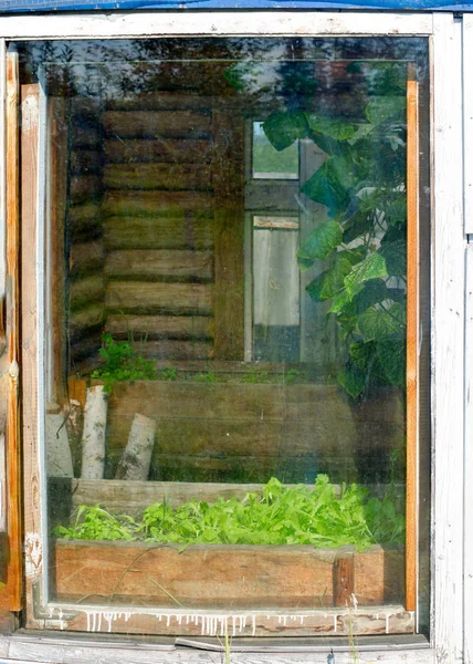 The window of a wooden greenhouse in the North of Yakutia with growing green leaves of lettuce in a pot.