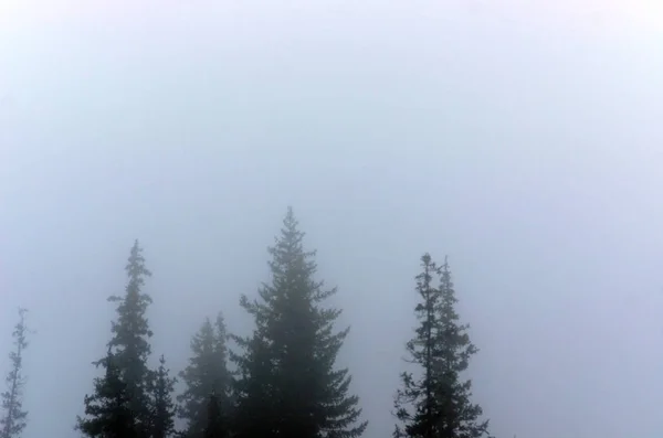 Misty Haze Rozmywa Sylwetki Wierzchołków Jodłowych Dzikim Lesie Północnym — Zdjęcie stockowe