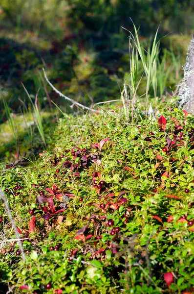 Jasnoczerwone Jagody Soczyste Żurawiny Rosną Bujnie Wzgórzu Lesie Północnej Taiga — Zdjęcie stockowe