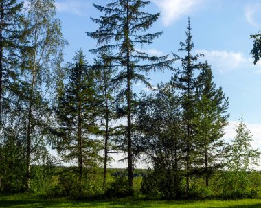 Genç ve yaşlı ladin ağaçları Yakutia Kuzey tundra ufukkarşı ormanda bir uçurumda büyümek.