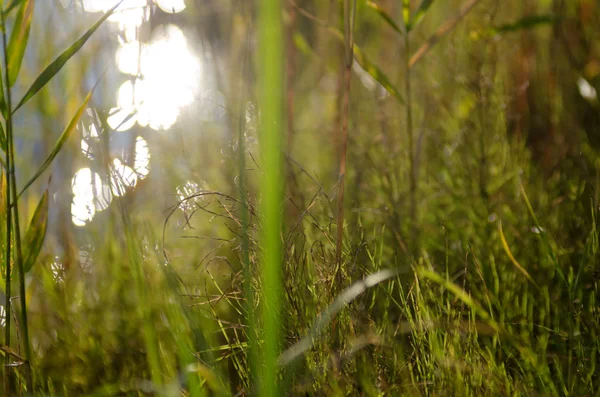 Photo Floue Herbe Verte Avec Des Feuilles Par Une Journée — Photo