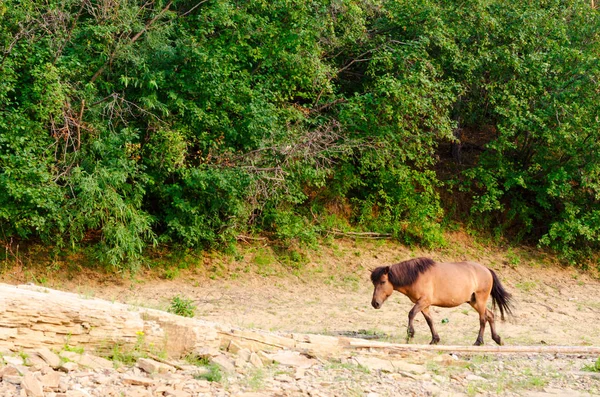 Samotny Koń Yakut Idzie Głową Dół Ścieżki Zboczu Drzewami Lasu — Zdjęcie stockowe