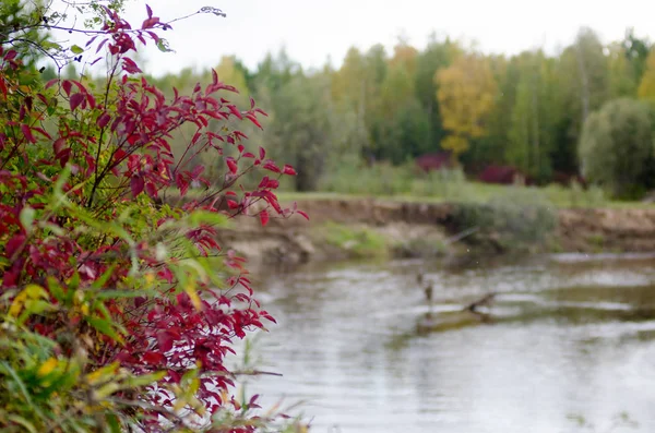 Leuchtend Bunte Vegetation Der Nördlichen Tundra Jakutiens Der Wende Des — Stockfoto