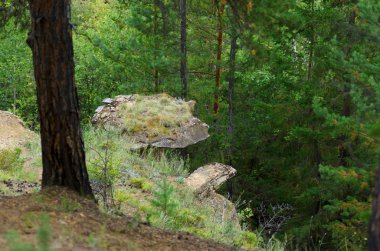 Yakutistan'ın izole kaya kütlesinin şapka cazibesinin bir kısmı - Kuzey'in vahşi taigasında kil mantarı dağ yamacında.