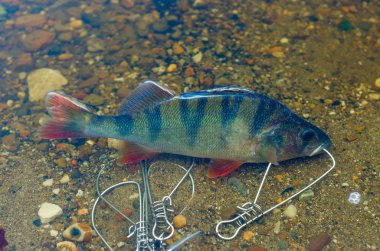 Fish Stringer'da yakalanan levrek, alttaki kayaların üzerinde turuncu bir yüzgeç çıkararak yüzer..