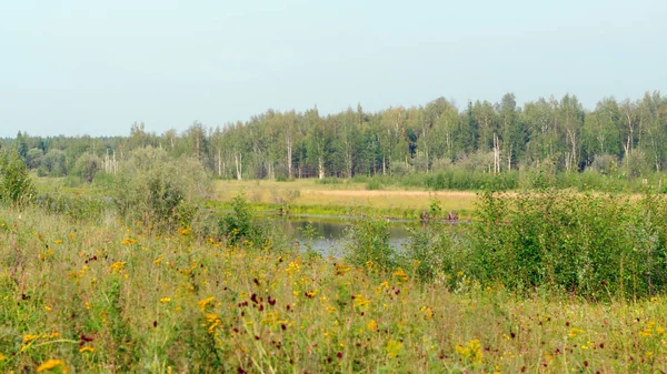 Wildes Feld Bunte Blumen Wachsen Herbst Auf Dem Hintergrund Des — Stockfoto