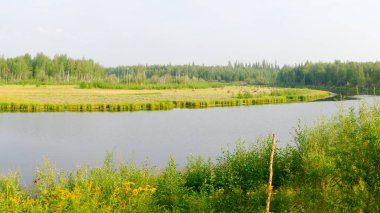 Birçok samanlık sonbaharda huş ve köknar arasında orman Yakutistan Kuzey yabani taiga göl yakınında yeşil çim bir alanda durmak. Kuzey halklarının tarım.