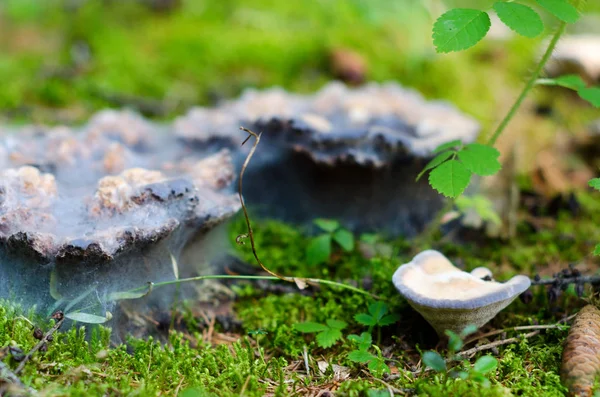 白色模具覆盖了北雅库提亚草冻土带森林中陈旧的蘑菇 — 图库照片