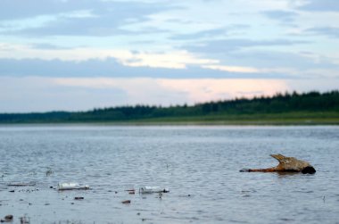 Yakutia'daki Vilyui nehrinin kuzeyinde, taiga ormanının arka planında, sahilde yatan iki boş votka şişesi terk edilmiş. Kuzey halklarının alkolizmi.