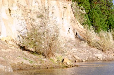 Kuzey Yakut kempendyay nehrinde çam ağaçlarının yanındaki kil bir uçurumun altında yetişen bir Çalı ağacı.