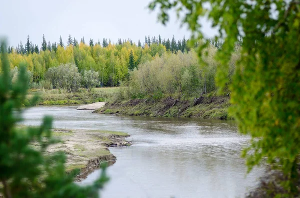 The turn of the small Northern river is seen through the fuzzy leaves of trees in autumn in the North of Yakutia.