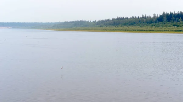 Hazy Dymu Dzień Mewy Północnej Yakutia Latać Nad Wodą Rzeki — Zdjęcie stockowe