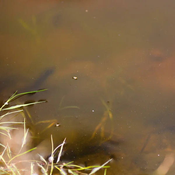 Transparentes Schlammiges Seewasser Mit Gras Und Steinen Inneren Mit Schatten — Stockfoto