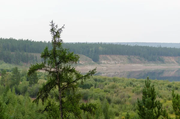 Lonely Spruce Plan Bilder Sekelskiftet Yakut Northern River Vilyu Vid — Stockfoto