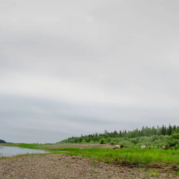 Кінь Yakut Їсть Траву Березі Річки Вілью Серед Кам Яного — стокове фото