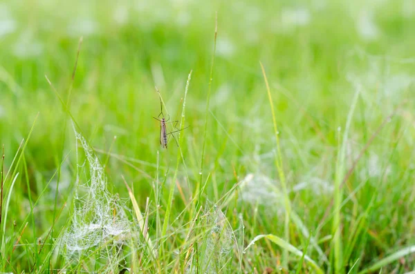 An insect with wings and big feet sits on the green grass among the white frost and dew on the web in autumn.