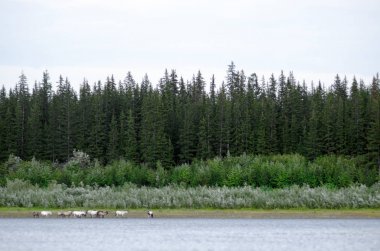 Yakut at bir sürü taş Bankası arasında nehir Viluy kıyısında çim yiyor ve Taiga iğne yapraklı orman parlak gün uçurum.