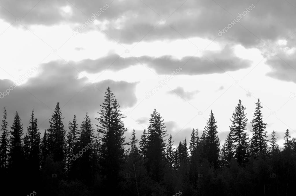 Black and white photo of the tops of spruce trees in the taiga in the shade against the background of obese solar clouds in the North of Yakutia.