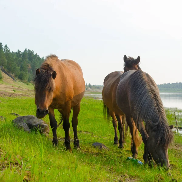 Trzy Konie Pobliżu Lasu Jedzą Tych Samych Miejsc Zielona Trawa — Zdjęcie stockowe
