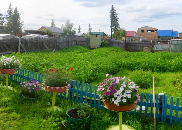 Petunia Flores Macetas Soporte Suelo Florecen Cerca Detrás Campo Patatas — Foto de Stock