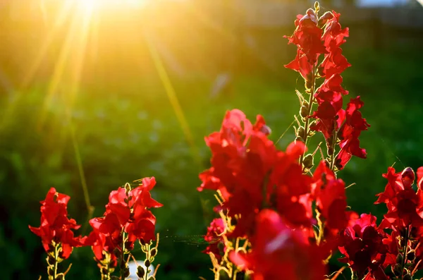 Яркие Лучи Заходящего Солнца Закате Освещают Красные Почки Цветов Snapdragon — стоковое фото